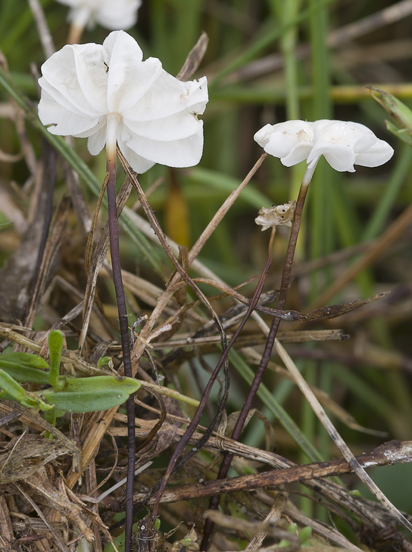 Marasmius anomalus